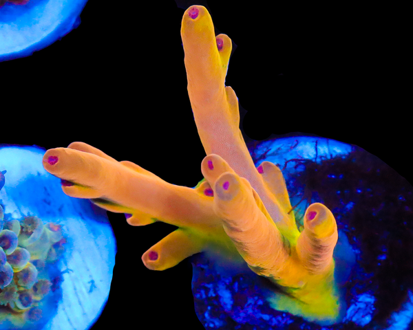 818'S AFTERMATH LOKANI