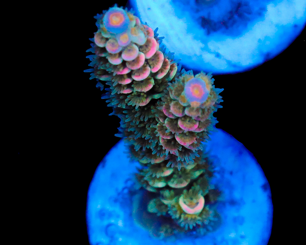 818'S KONAS CRUSH TENUIS