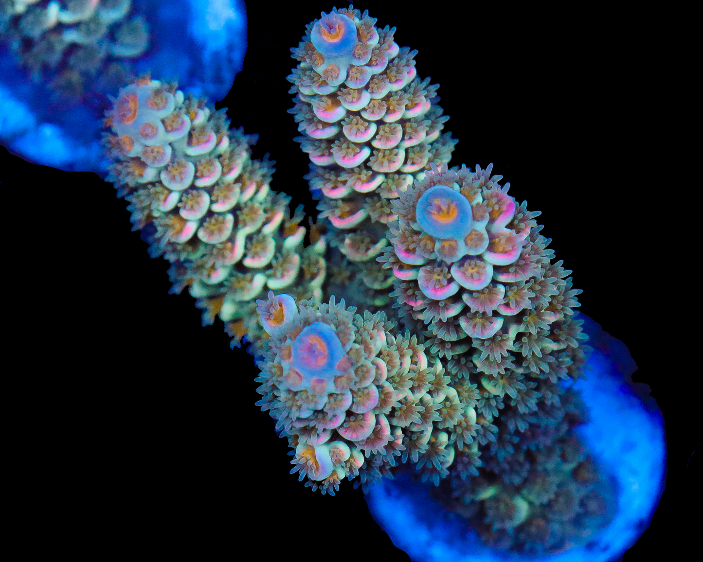 818'S WHITE NOISE TENUIS CHUNKY