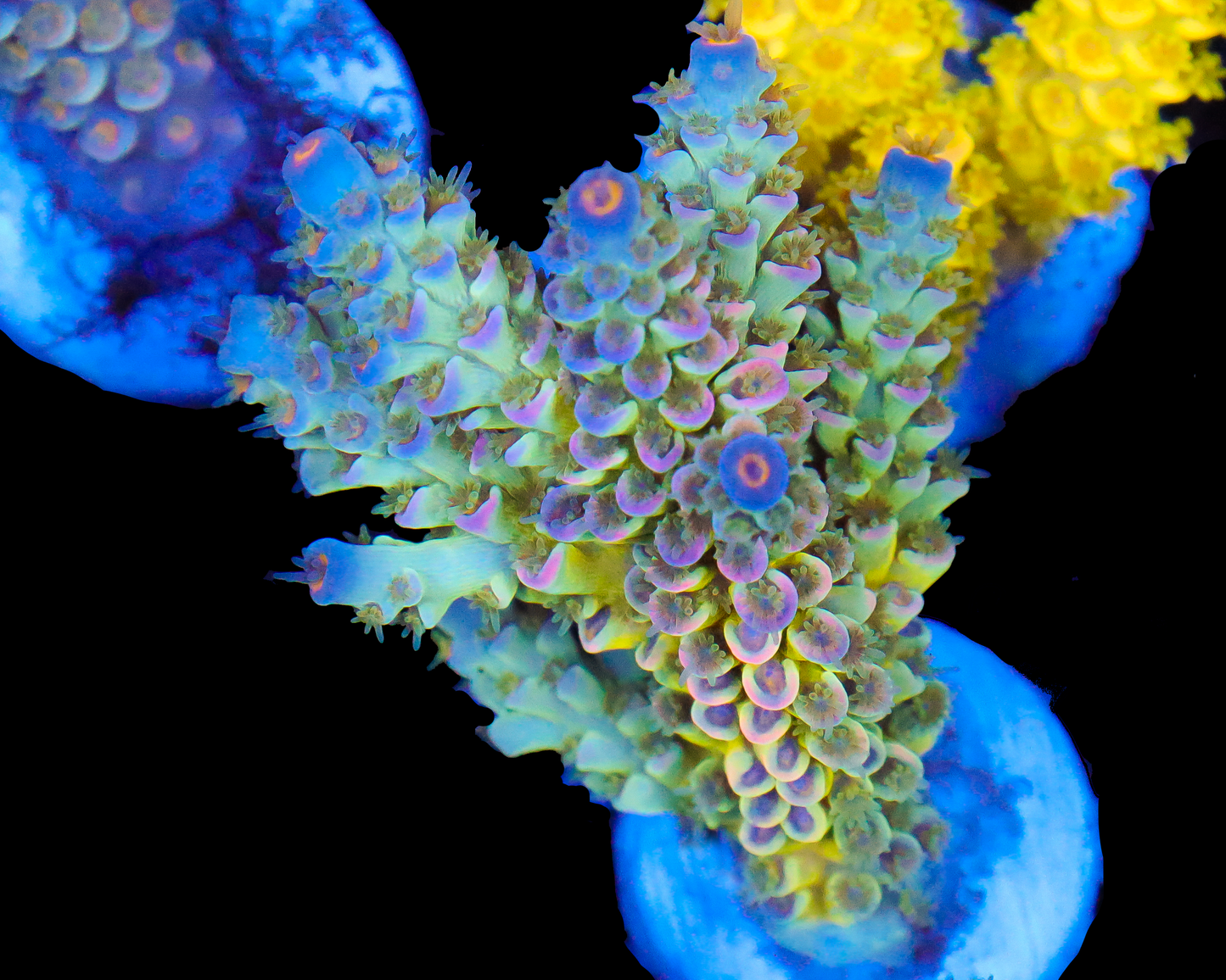 818'S LIMEWIRE TENUIS CHUNKY