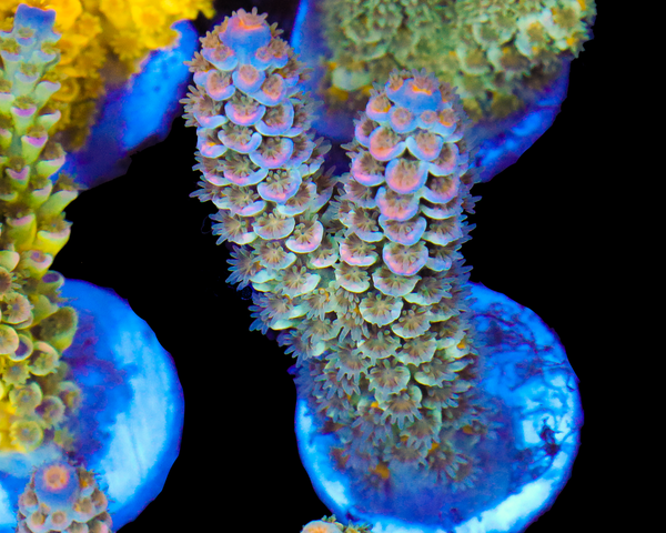 818'S PINK EYE TENUIS