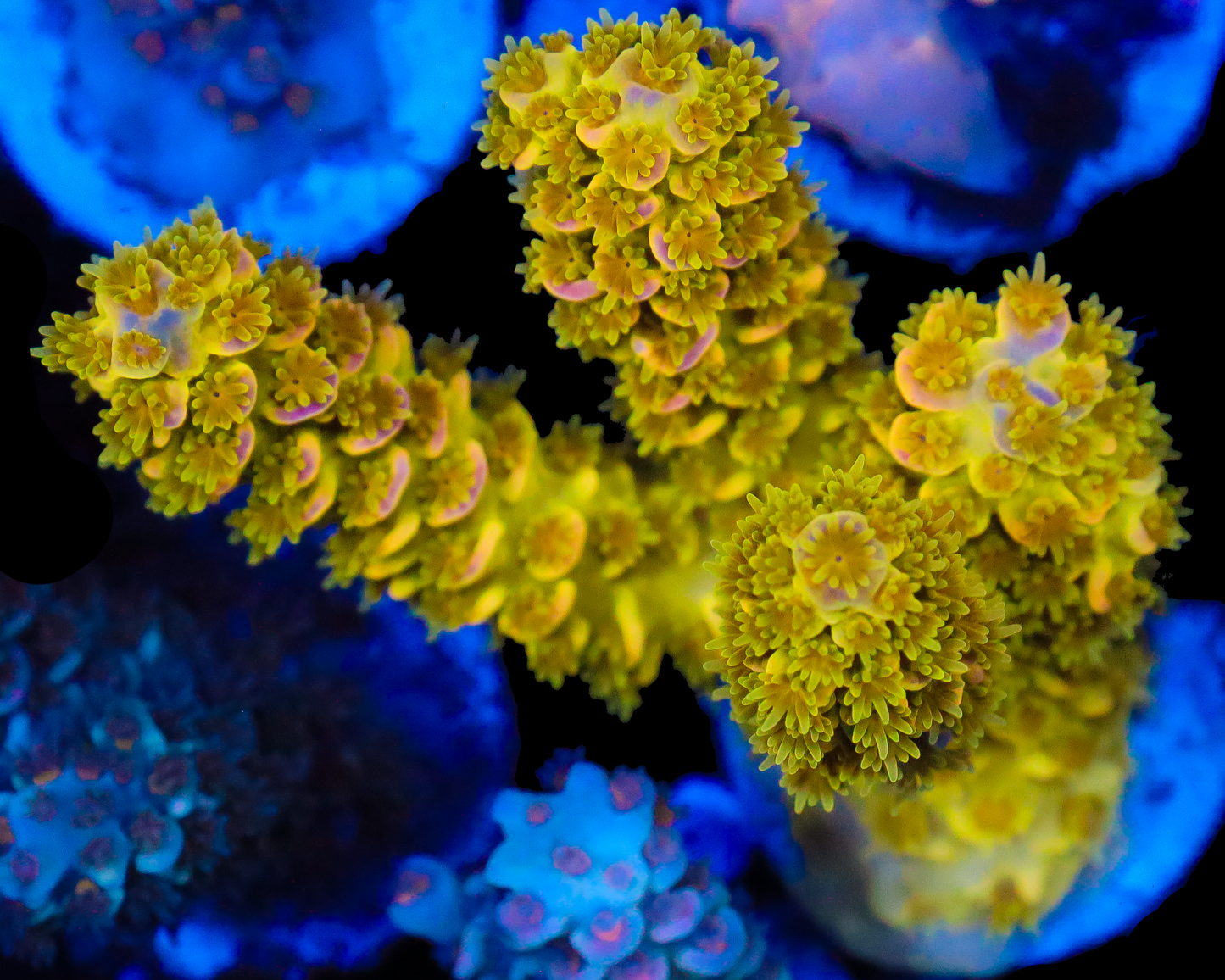 818'S RADIOACTIVE TENUIS CHUNKY