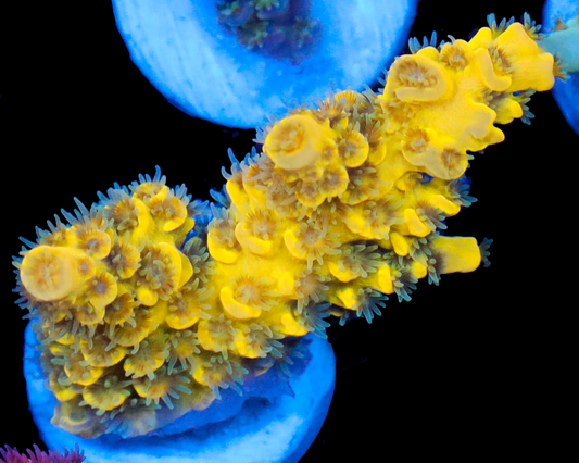 818'S PINEAPPLE SPLICE TENUIS AQUACULTURED
