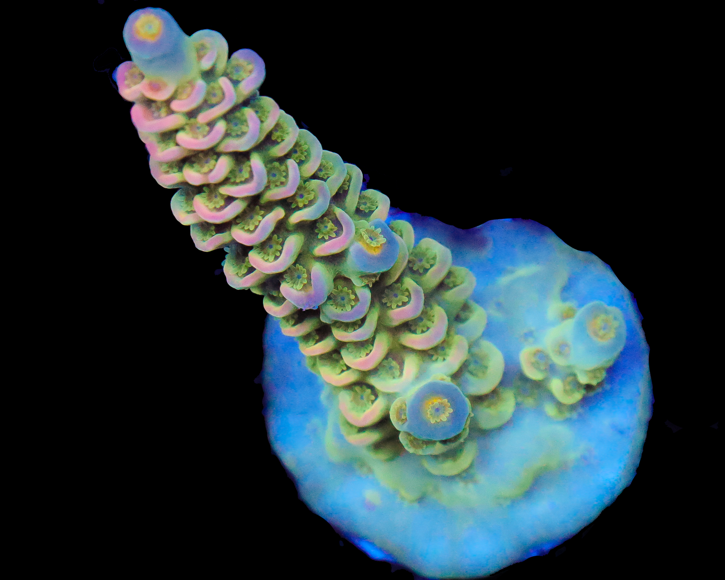 818'S END OF TIME TENUIS