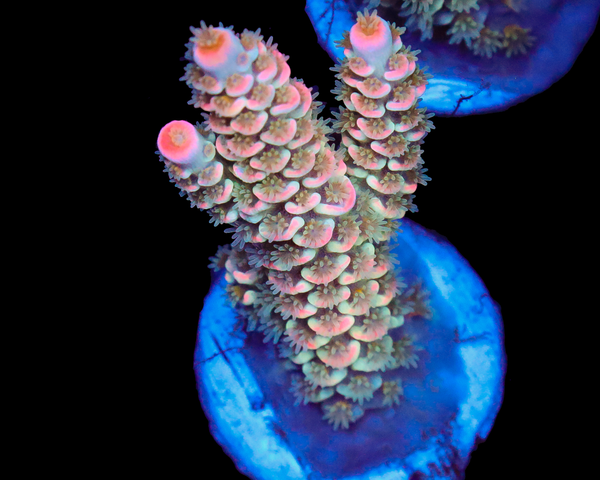 818'S PSYCLONE TENUIS