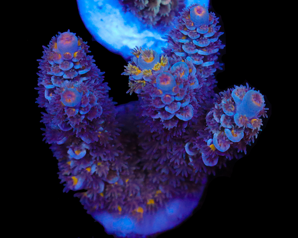 818'S GRAPE APE TENUIS CHUNKY