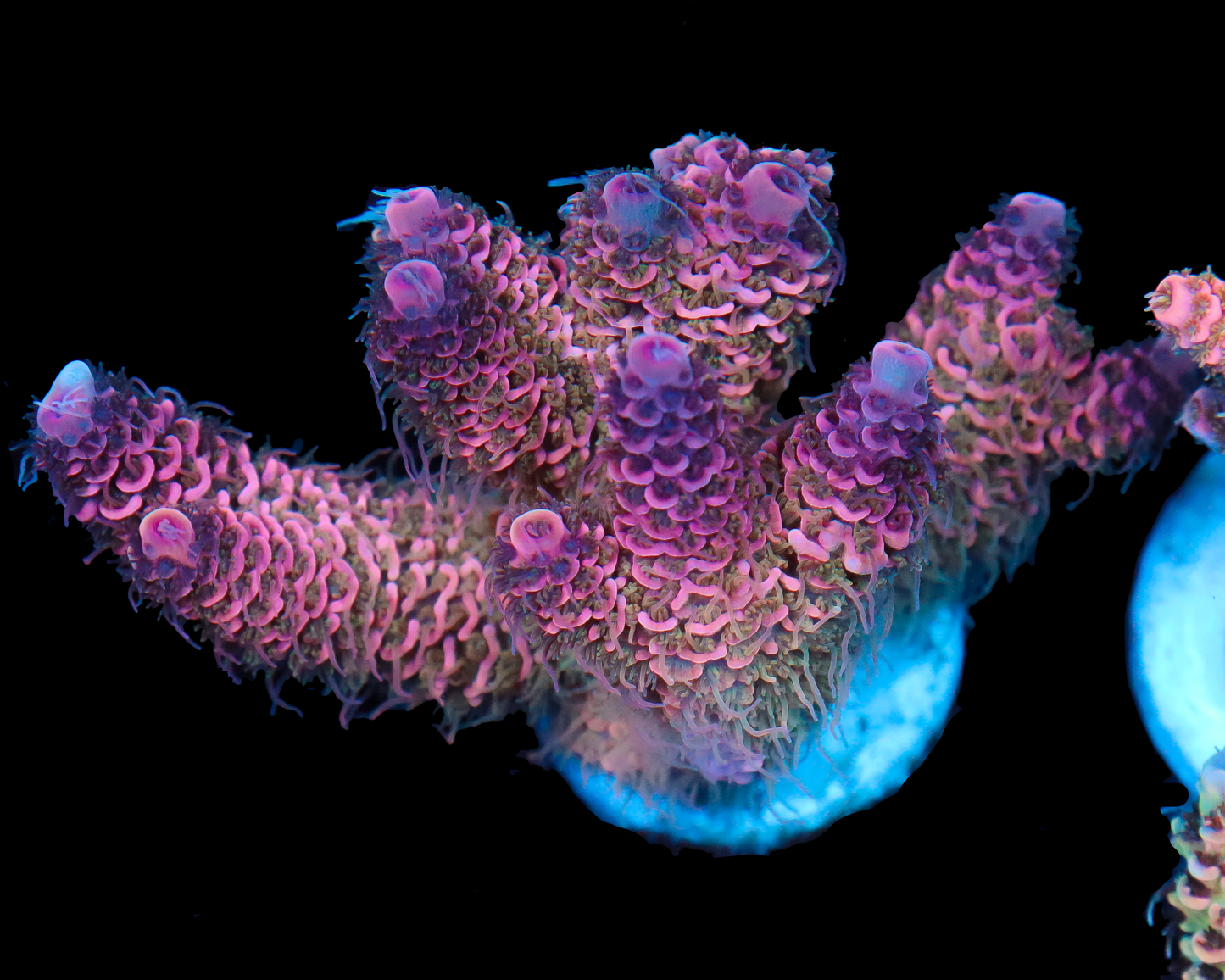 818'S CANDYLAND MILLIE