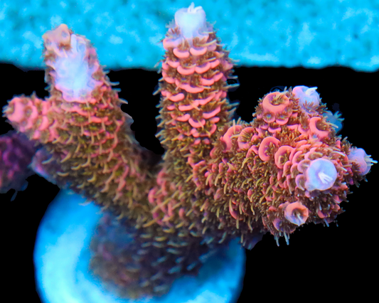 818'S PEACH DREAM MILLIE