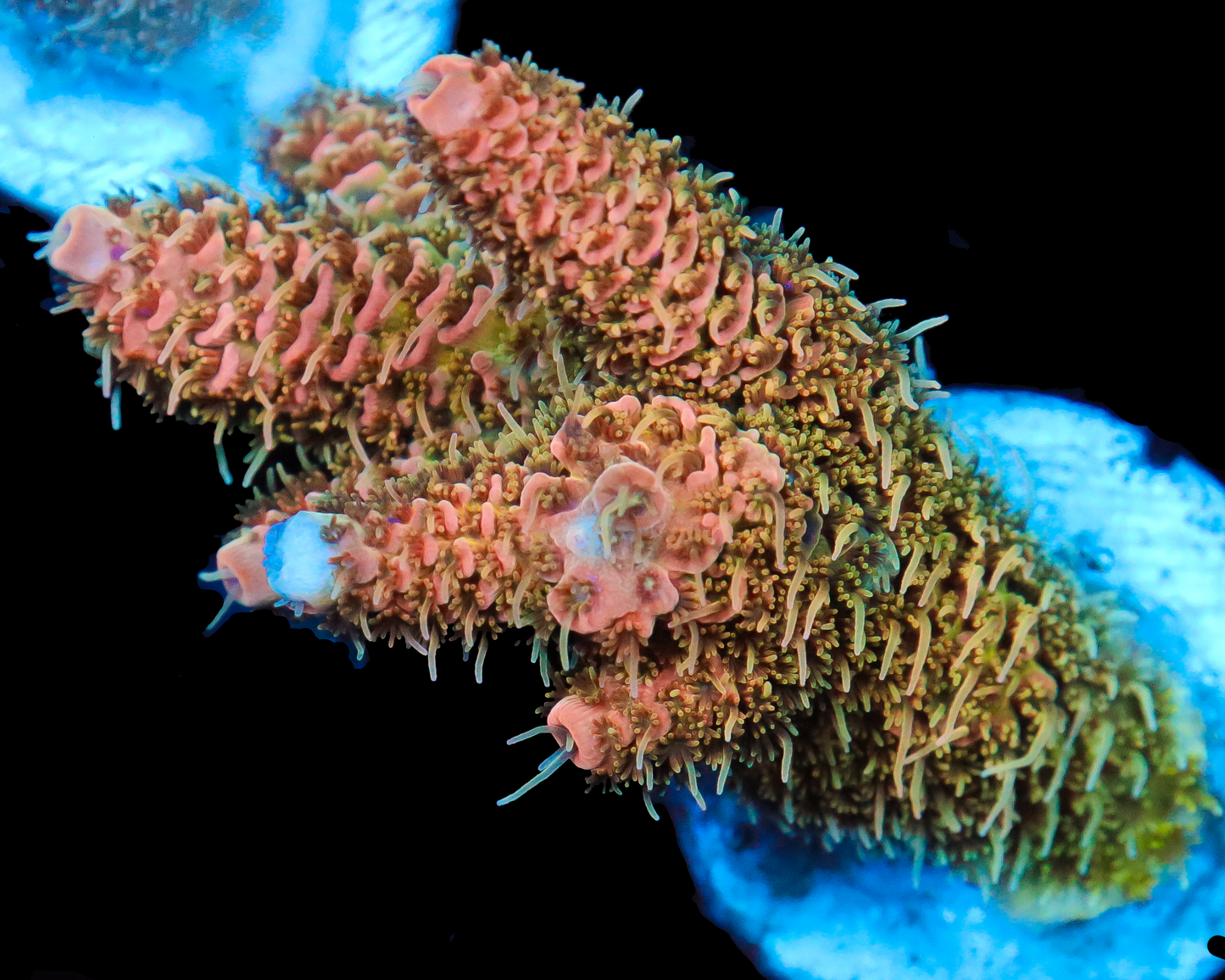 818'S ORANGE DREAM MILLIE