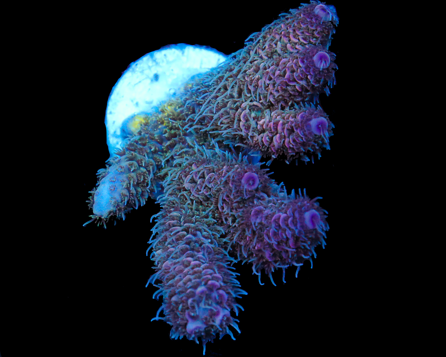 818'S PURPLE MIST CHUNK