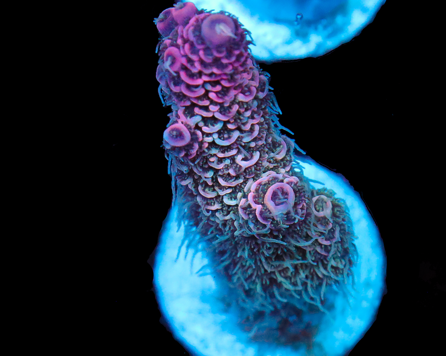 818'S GODS GIFT MILLIE