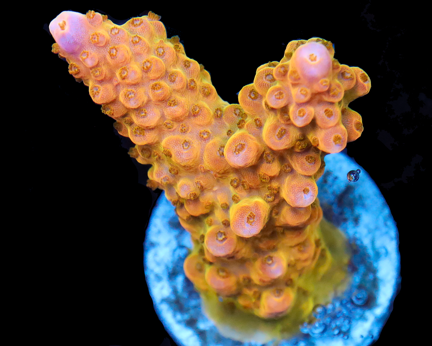 818'S SHOCKTART ACRO