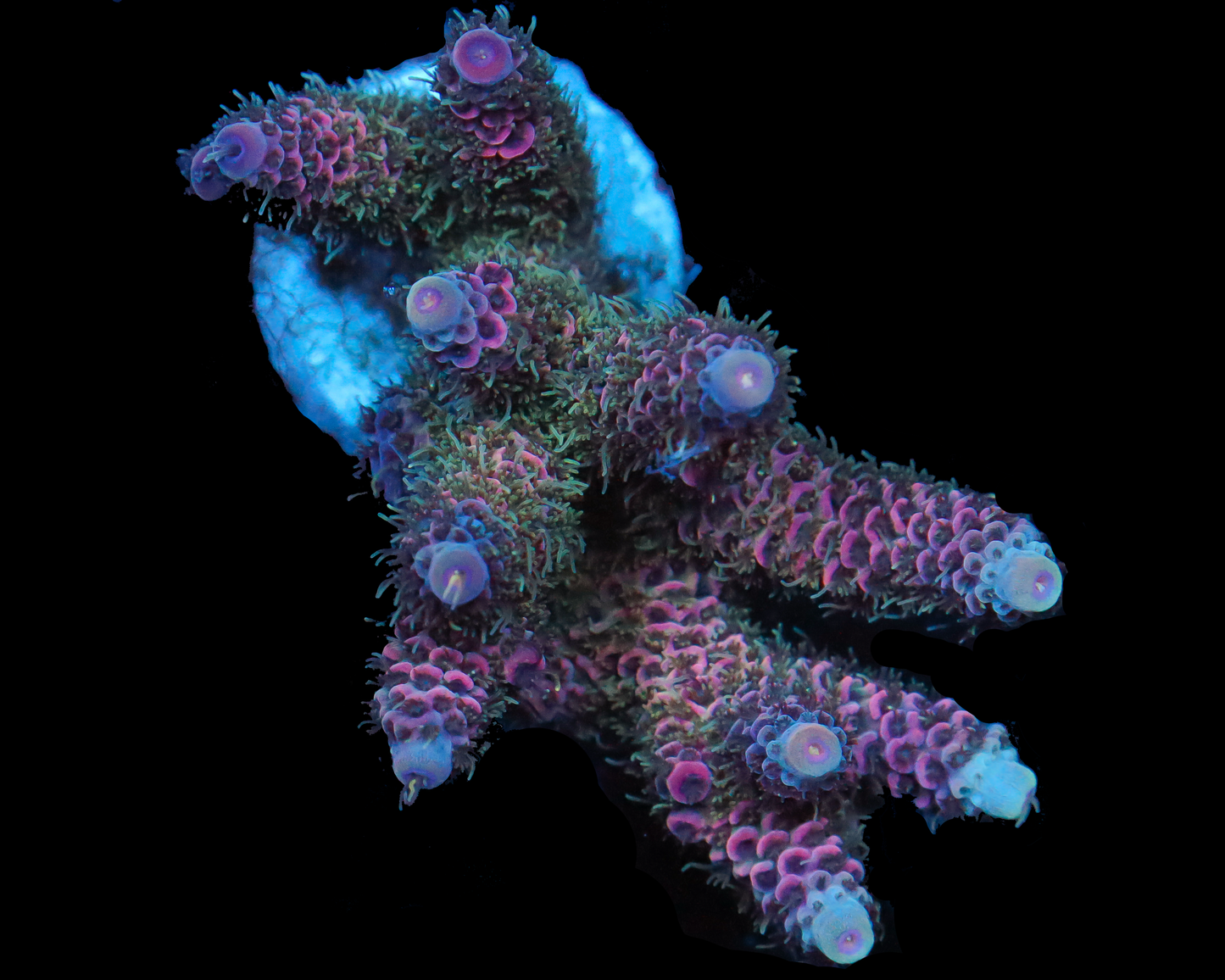 818'S PURPLE HAZE MILLIE