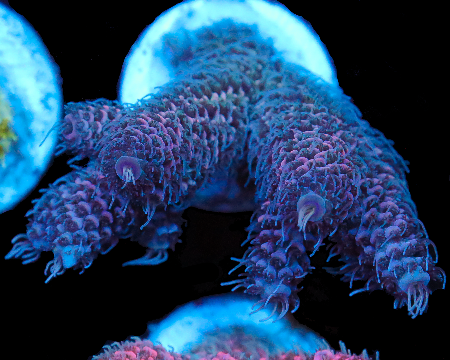 818'S PURPLE THUNDER MILLIE