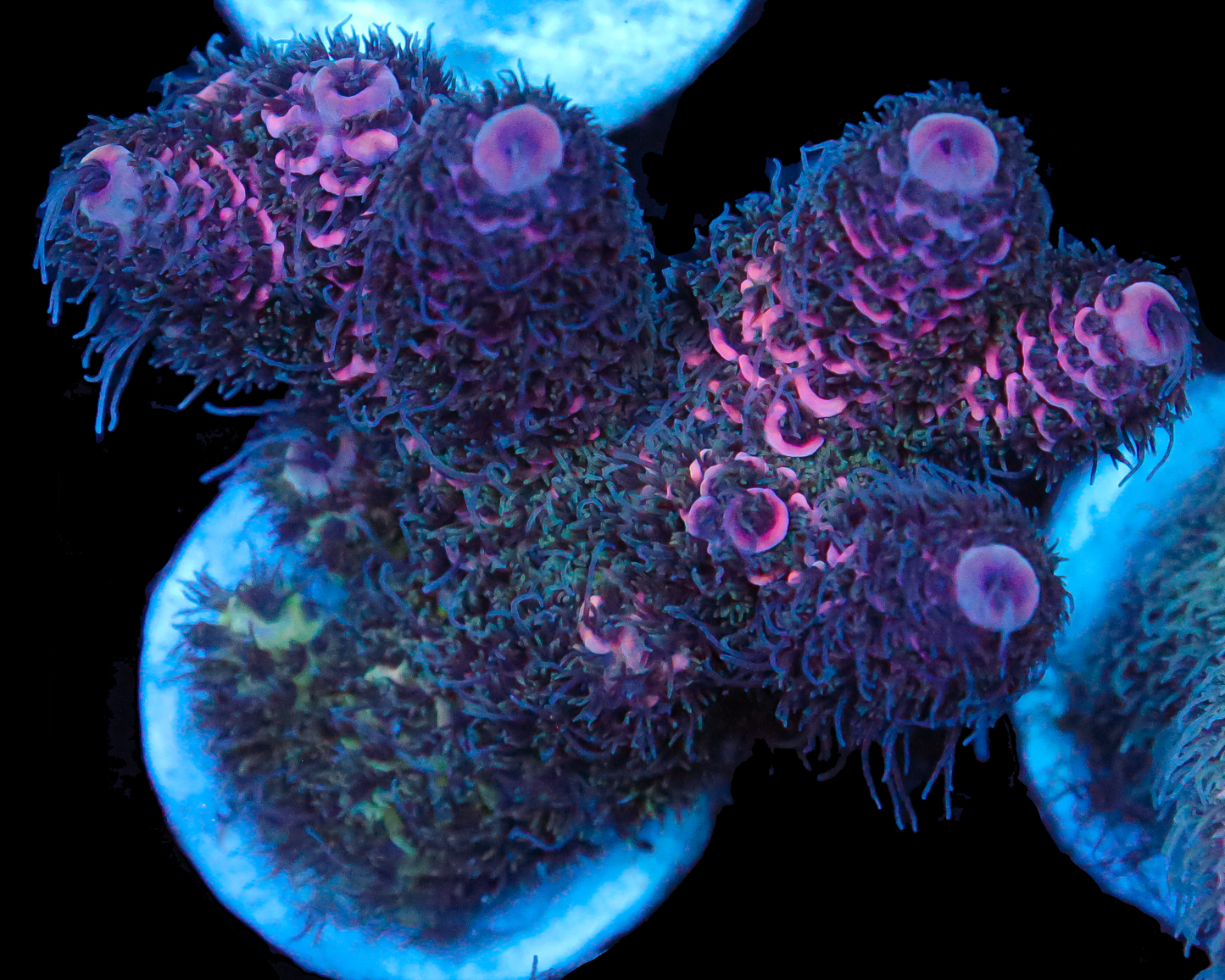 818'S PURPLE DRAGON MILLIE