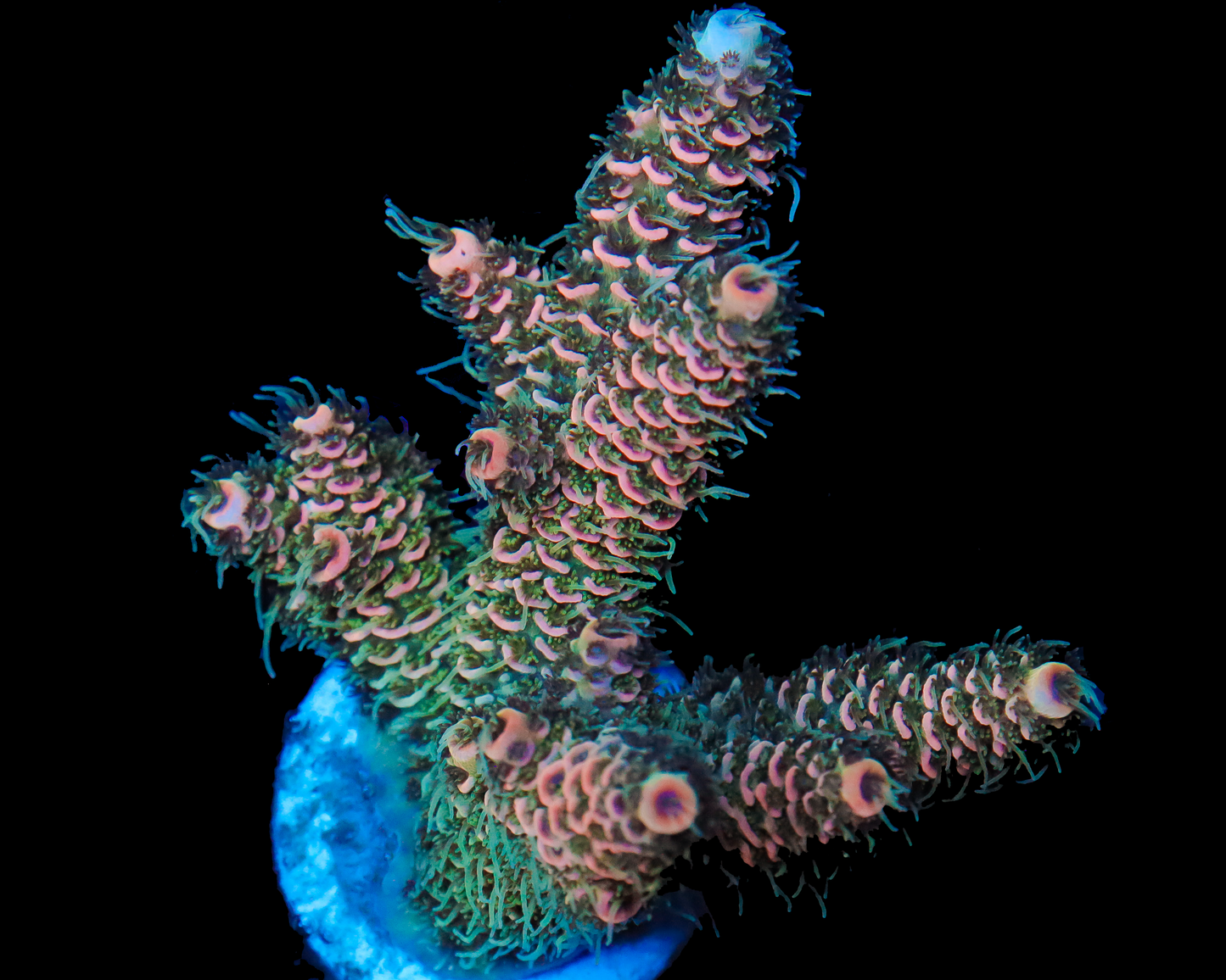 MULTICOLOR MILLIE CHUNK