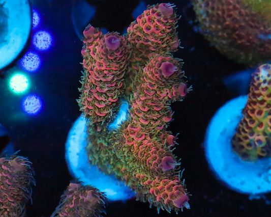 818'S HOT TAMALE MILLIE