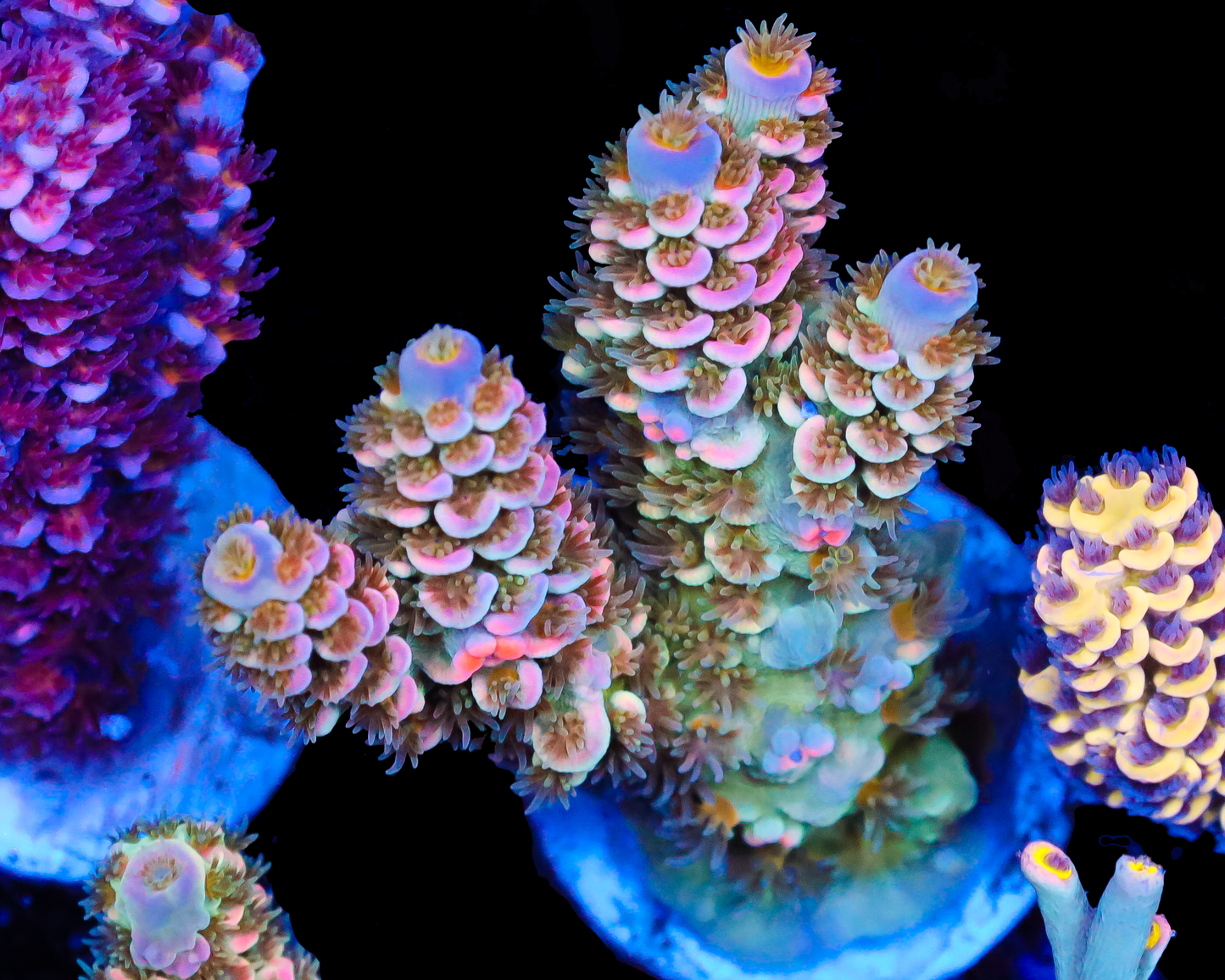 818'S SOURBERRY TENUIS