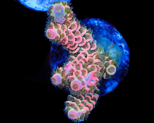 818'S MALIBU BARBIE TENUIS