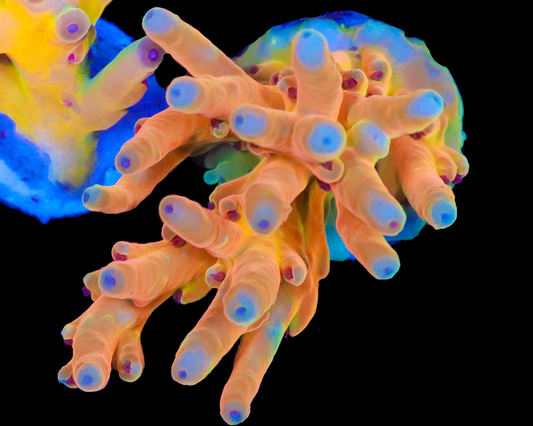 818'S PARADISE PUNCH LOKANI CHUNKY