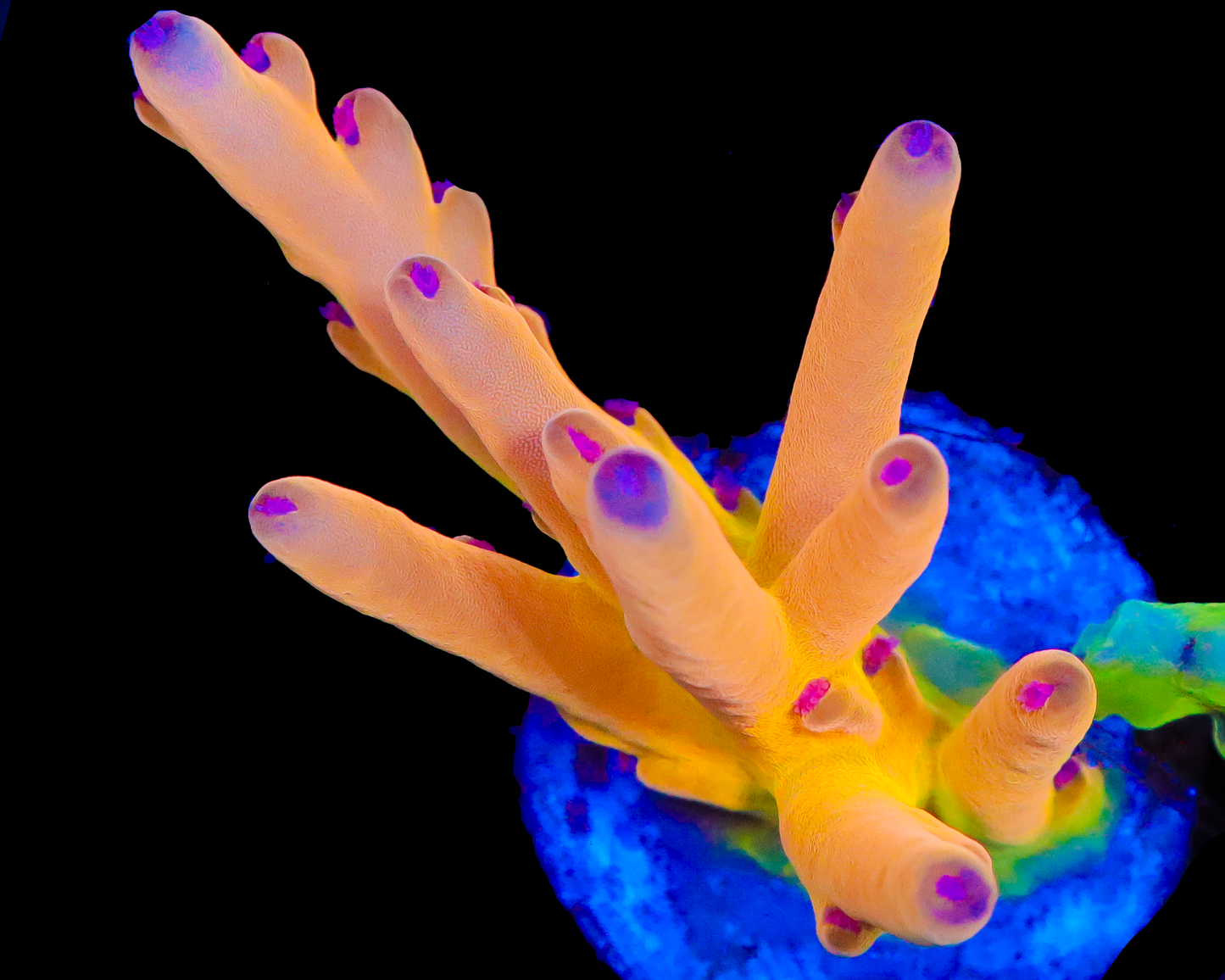 818'S ORANGE SHERBET LOKANI