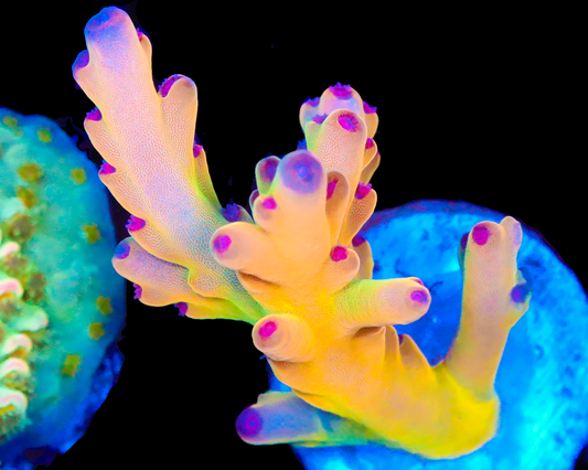 818'S NIGHTMARE LOKANI