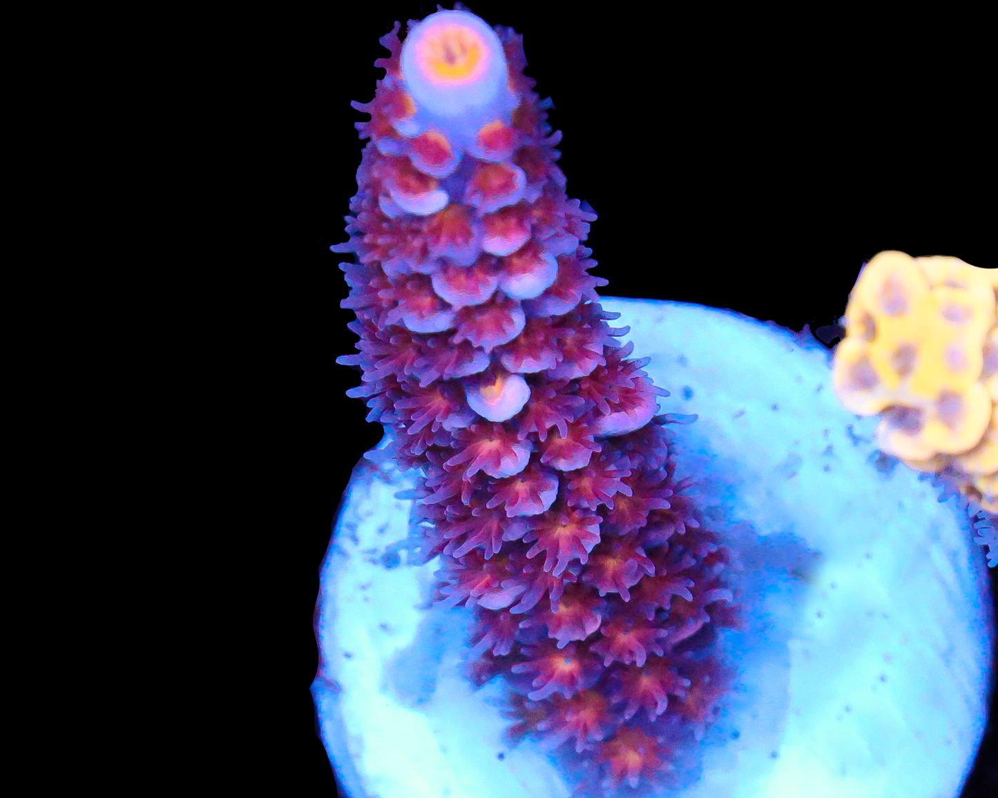 818'S BLACKWATER TENUIS