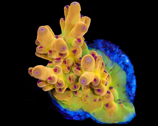 818'S SIDEWINDER LOKANI