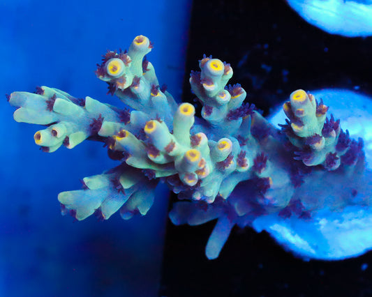 NEW RELEASE SPECIOSA