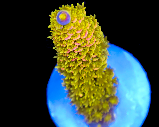 818'S RADIOACTIVE TENUIS