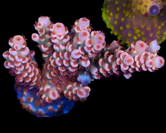 818'S RED EYE TENUIS CHUNKY