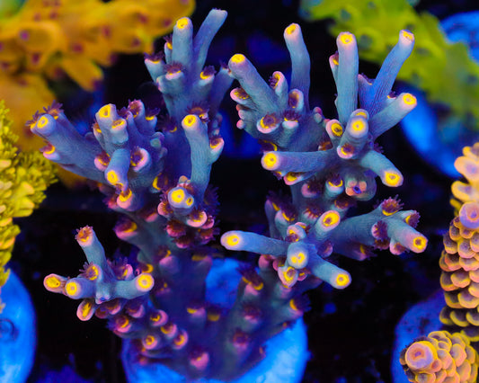 818'S BLUES CLUES SPECIOSA CHUNK