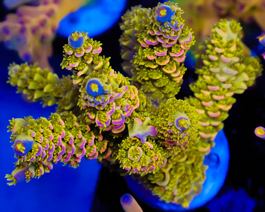 818'S AFTERMATH TENUIS CHUNK