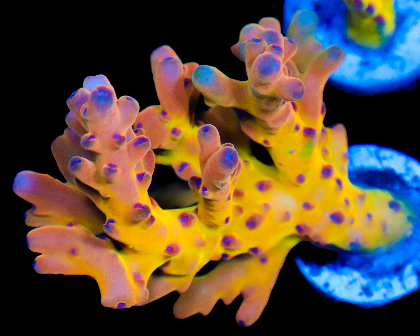 818'S WILDSIDE LOKANI PRIZE MINI COLONY