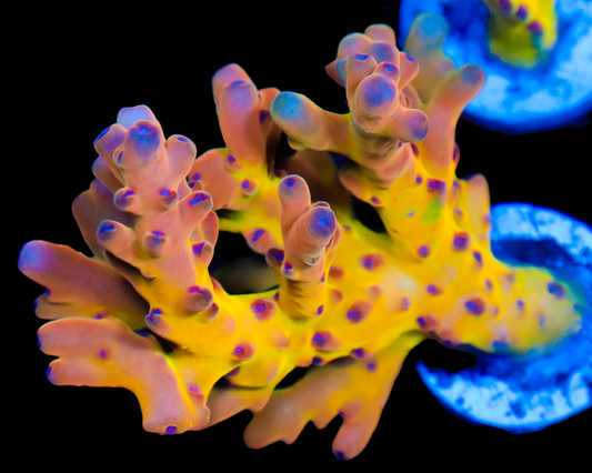 818'S WILDSIDE LOKANI PRIZE MINI COLONY