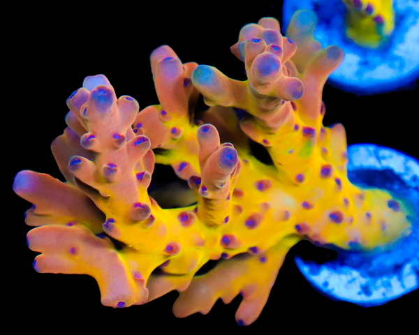 818'S WILDSIDE LOKANI PRIZE MINI COLONY