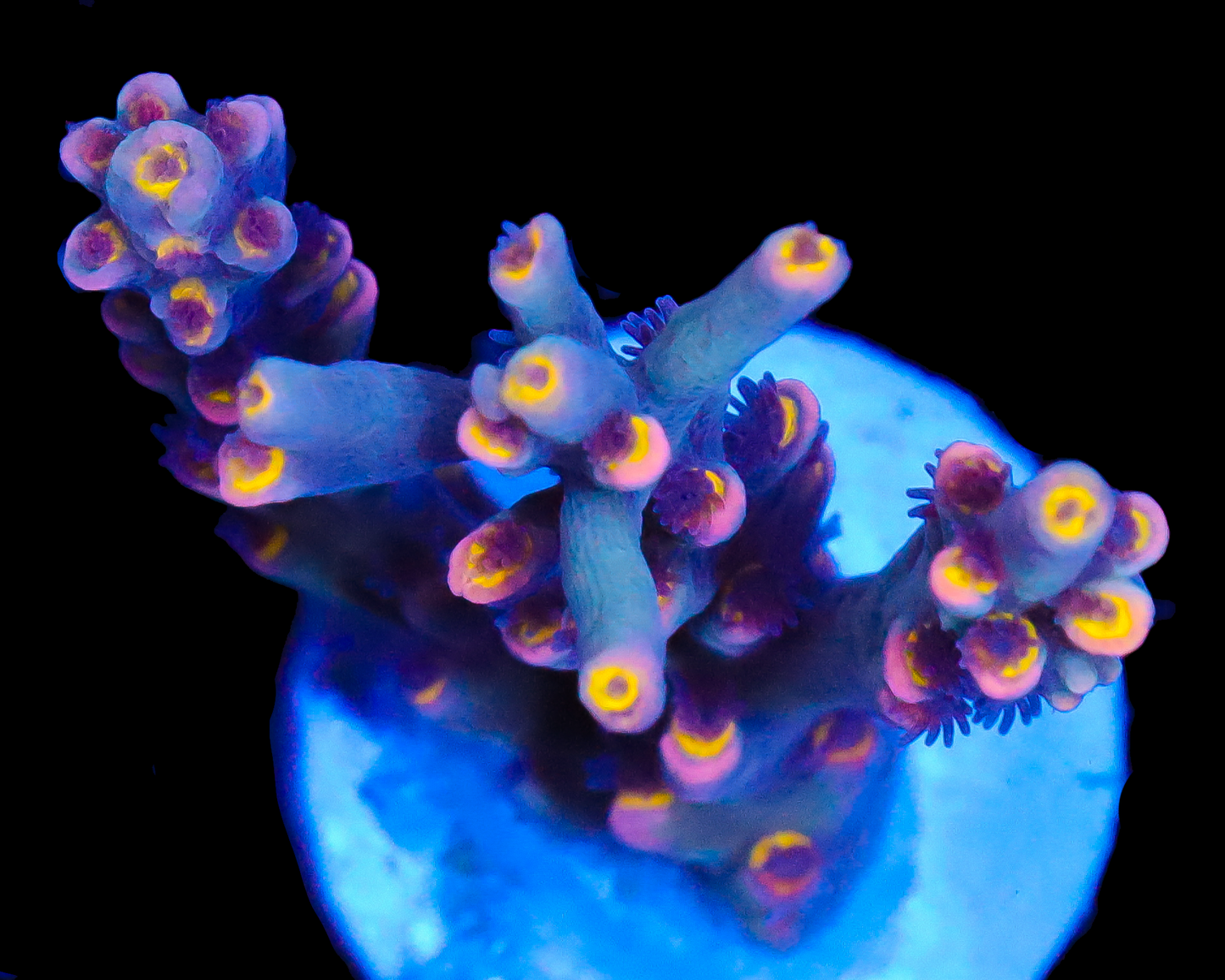 818'S BLUES CLUES SPECIOSA