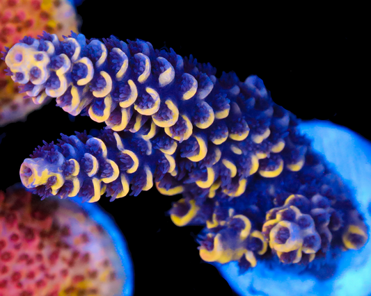 NEW RELEASE GRAFTED TENUIS