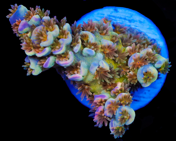 818'S SOUR BERRY TENUIS COOL MULTICOLOR POLYPS