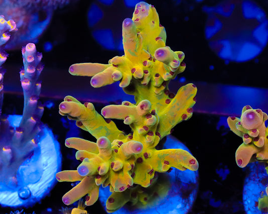 818'S PSYCLONE LOKANI CHUNK