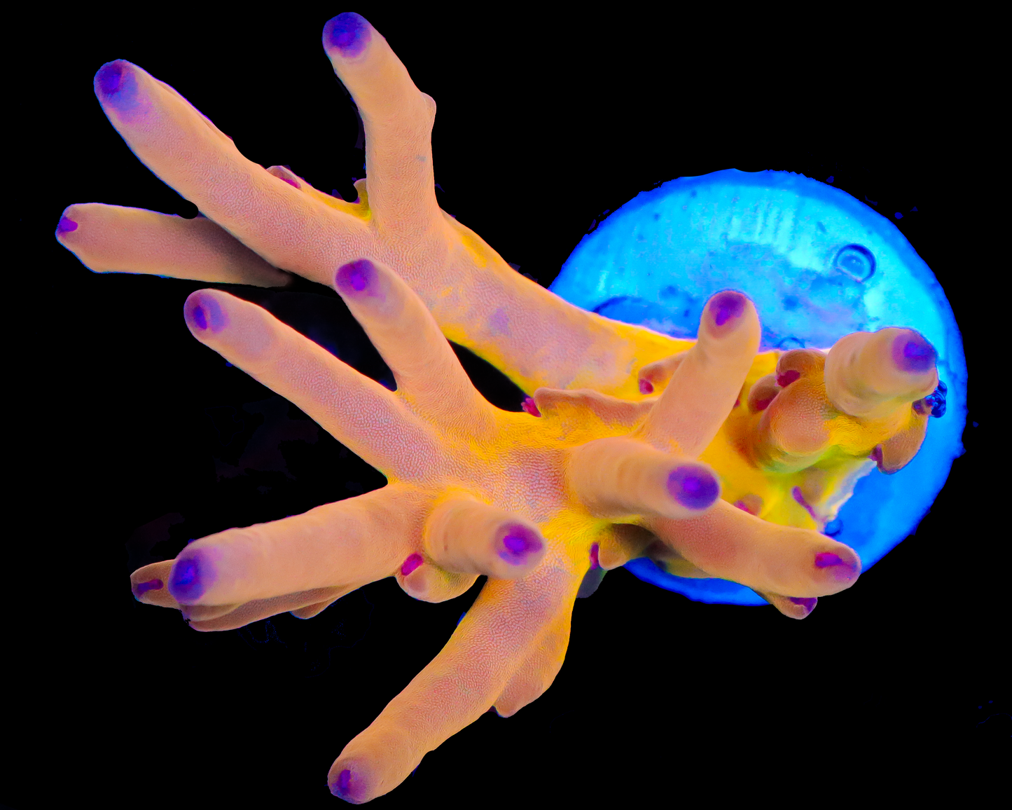 818'S ORANGE SHERBET LOKANI CHUNKY