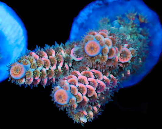 818'S PSYCHO TENUIS SUPER HOT