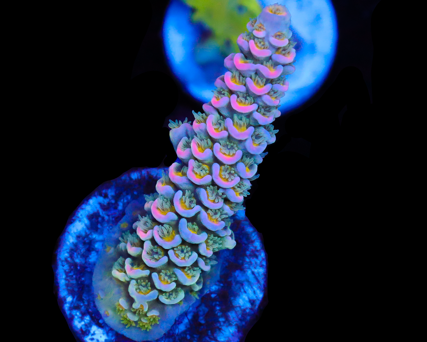 818'S PINK HALO TENUIS