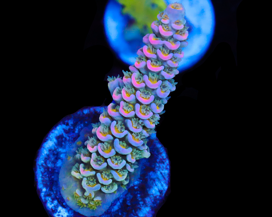 818'S PINK HALO TENUIS