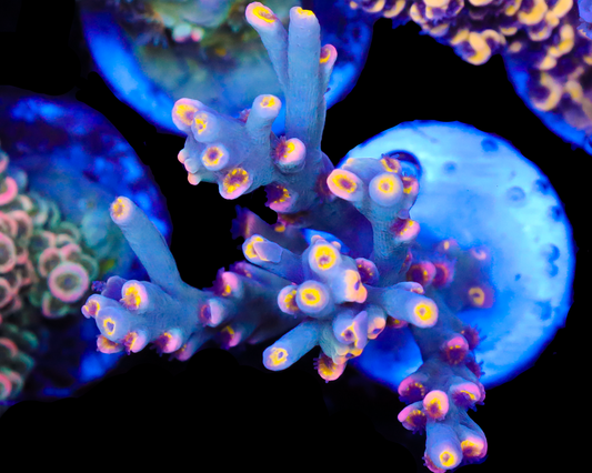 818'S BLUES CLUES SPECIOSA