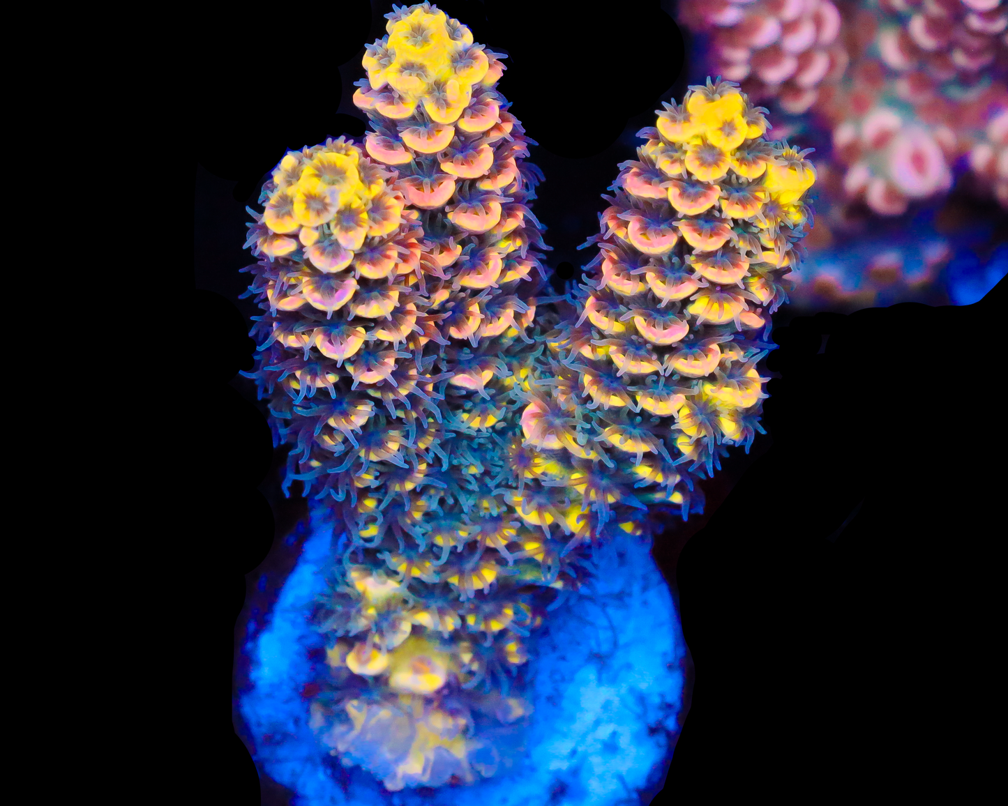 818'S WTF 4 COLOR GRAFTED TENUIS