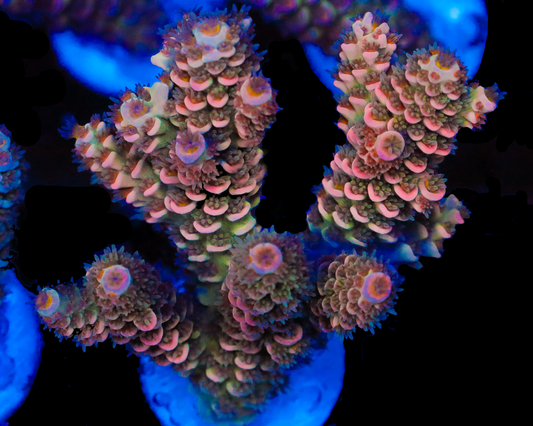 818'S PEACH RING TENUIS MINI COLONY