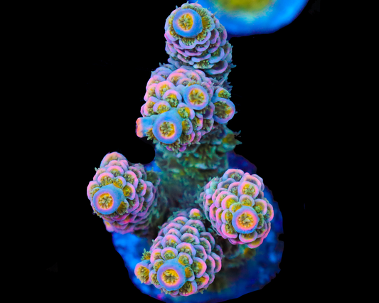 818'S WONDERBERRY TENUIS CHUNKY