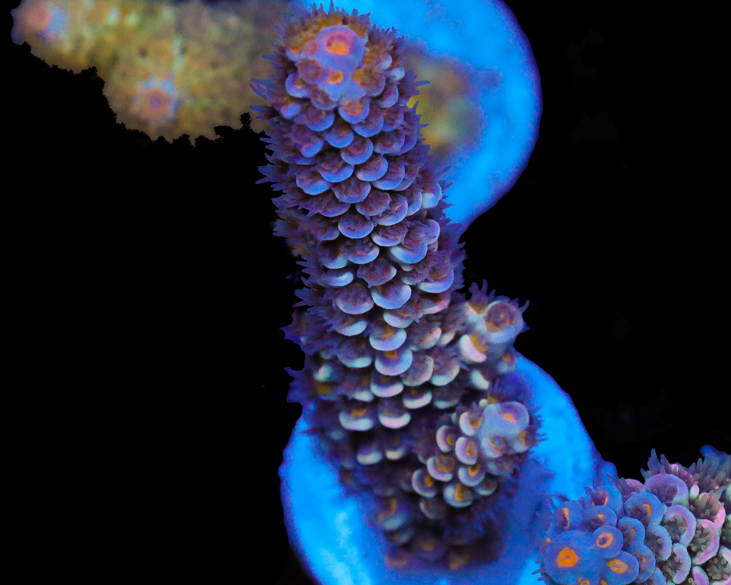 818'S GRAPE DREAM TENUIS