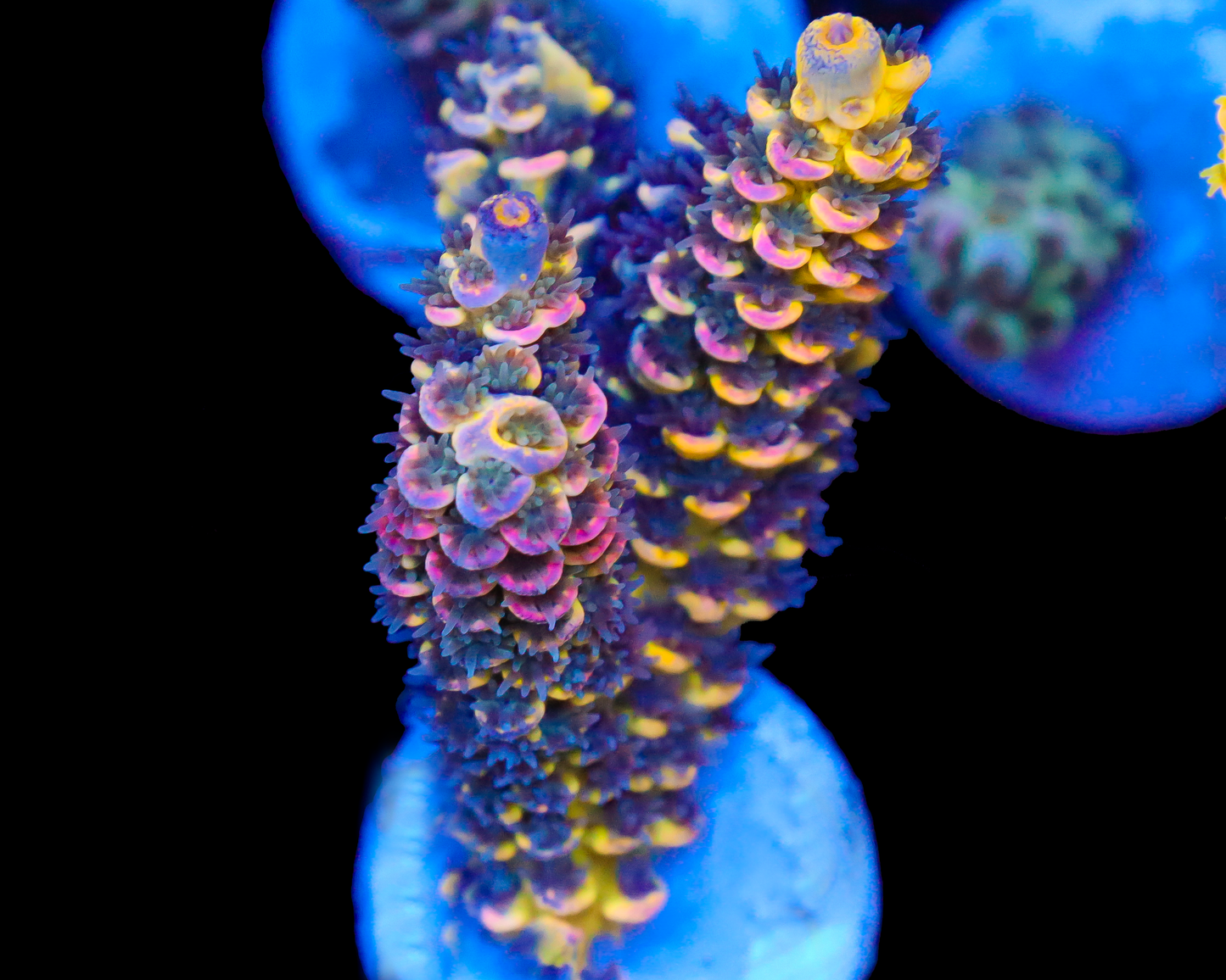 818'S WTF 4 COLOR GRAFTED TENUIS